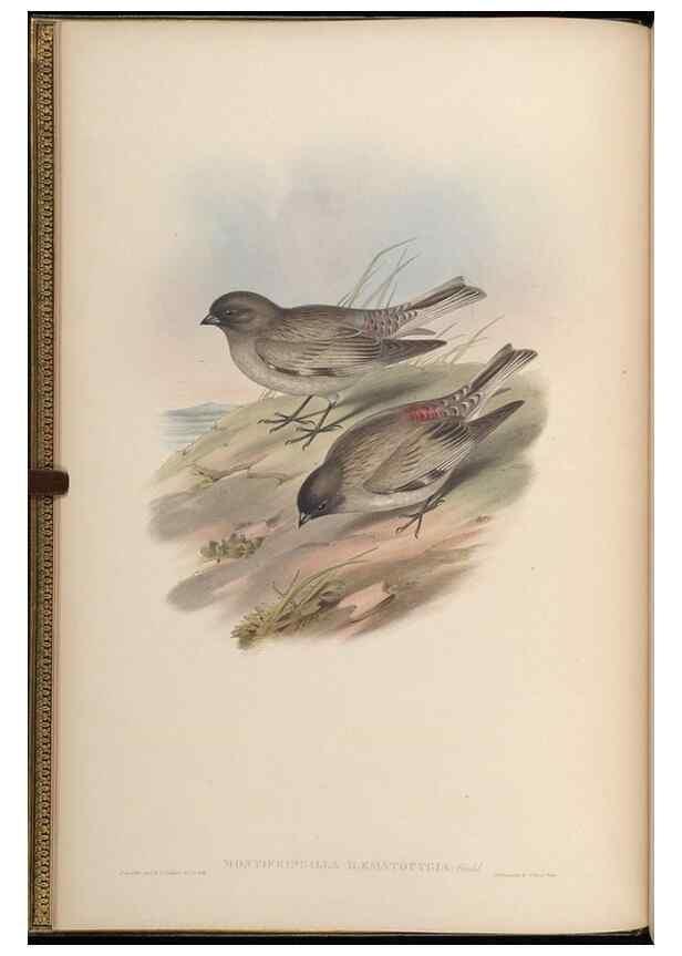 Reproducción/Reproduction 48630503242: Birds of Asia / by John Gould.. London :Printed by Taylor and Francis, pub. by the author,1850-1883.. 