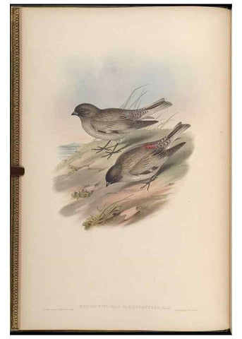 Reproducción/Reproduction 48630503242: Birds of Asia / by John Gould.. London :Printed by Taylor and Francis, pub. by the author,1850-1883.. 