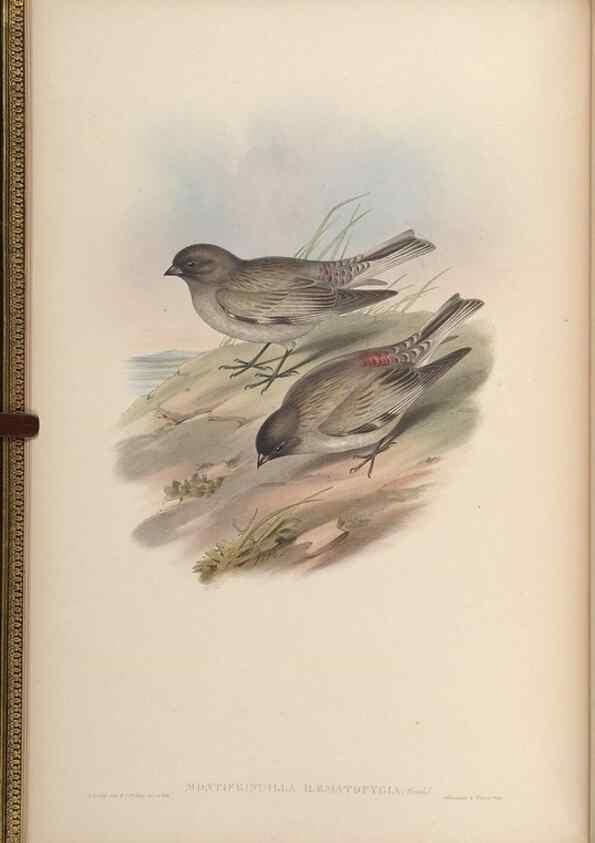Reproducción/Reproduction 48630503242: Birds of Asia / by John Gould.. London :Printed by Taylor and Francis, pub. by the author,1850-1883.. 