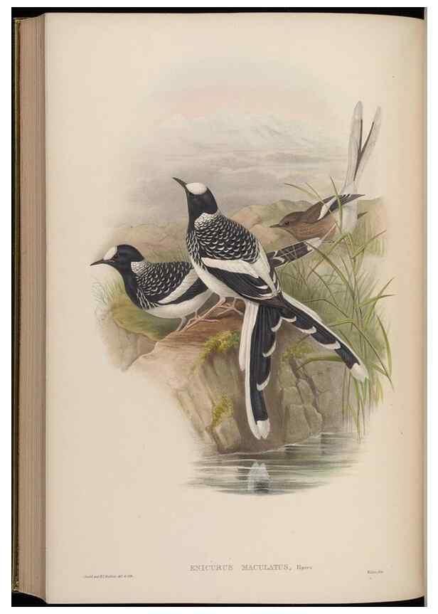 Reproducción/Reproduction 48630288511: Birds of Asia / by John Gould.. London :Printed by Taylor and Francis, pub. by the author,1850-1883.. 