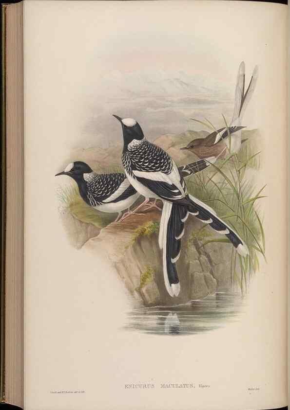 Reproducción/Reproduction 48630288511: Birds of Asia / by John Gould.. London :Printed by Taylor and Francis, pub. by the author,1850-1883.. 