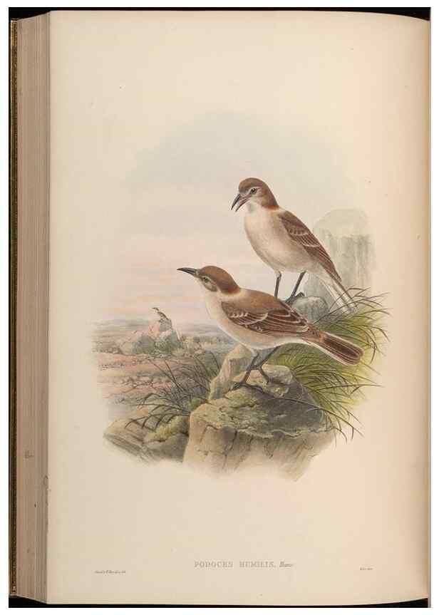 Reproducción/Reproduction 48630020573: Birds of Asia / by John Gould.. London :Printed by Taylor and Francis, pub. by the author,1850-1883.. 