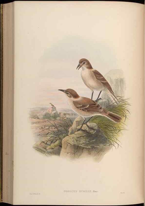 Reproducción/Reproduction 48630020573: Birds of Asia / by John Gould.. London :Printed by Taylor and Francis, pub. by the author,1850-1883.. 