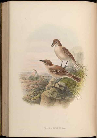 Reproducción/Reproduction 48630020573: Birds of Asia / by John Gould.. London :Printed by Taylor and Francis, pub. by the author,1850-1883.. 