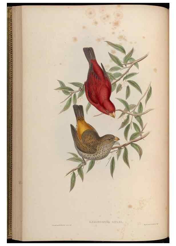 Reproducción/Reproduction 48630005648: Birds of Asia / by John Gould.. London :Printed by Taylor and Francis, pub. by the author,1850-1883.. 