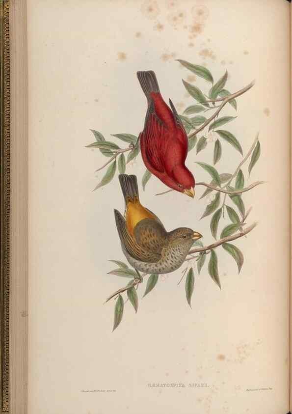 Reproducción/Reproduction 48630005648: Birds of Asia / by John Gould.. London :Printed by Taylor and Francis, pub. by the author,1850-1883.. 