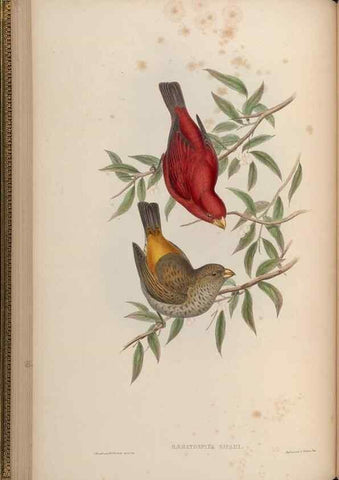 Reproducción/Reproduction 48630005648: Birds of Asia / by John Gould.. London :Printed by Taylor and Francis, pub. by the author,1850-1883.. 