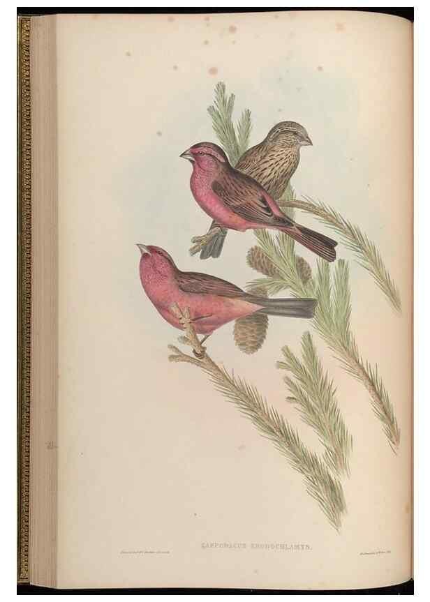 Reproducción/Reproduction 48630006318: Birds of Asia / by John Gould.. London :Printed by Taylor and Francis, pub. by the author,1850-1883.. 