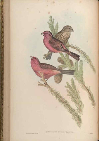 Reproducción/Reproduction 48630006318: Birds of Asia / by John Gould.. London :Printed by Taylor and Francis, pub. by the author,1850-1883.. 