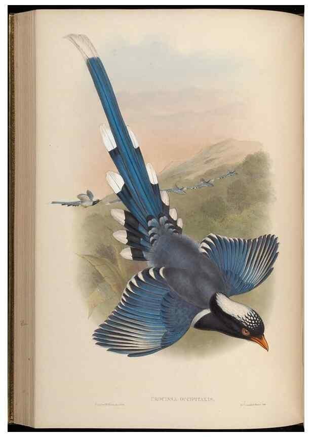 Reproducción/Reproduction 48630520307: Birds of Asia / by John Gould.. London :Printed by Taylor and Francis, pub. by the author,1850-1883.. 