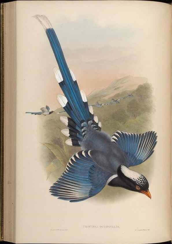 Reproducción/Reproduction 48630520307: Birds of Asia / by John Gould.. London :Printed by Taylor and Francis, pub. by the author,1850-1883.. 
