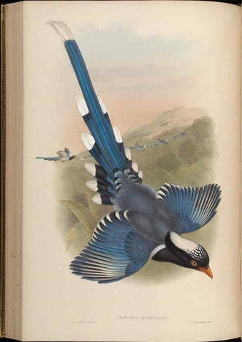 Reproducción/Reproduction 48630520307: Birds of Asia / by John Gould.. London :Printed by Taylor and Francis, pub. by the author,1850-1883.. 