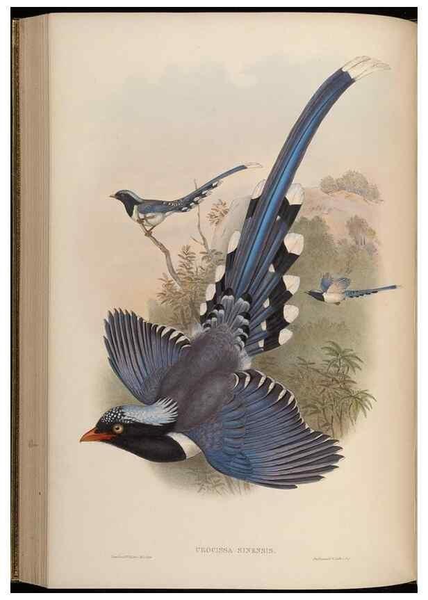 Reproducción/Reproduction 48630520562: Birds of Asia / by John Gould.. London :Printed by Taylor and Francis, pub. by the author,1850-1883.. 