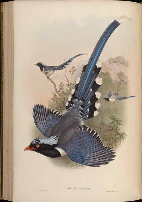 Reproducción/Reproduction 48630520562: Birds of Asia / by John Gould.. London :Printed by Taylor and Francis, pub. by the author,1850-1883.. 