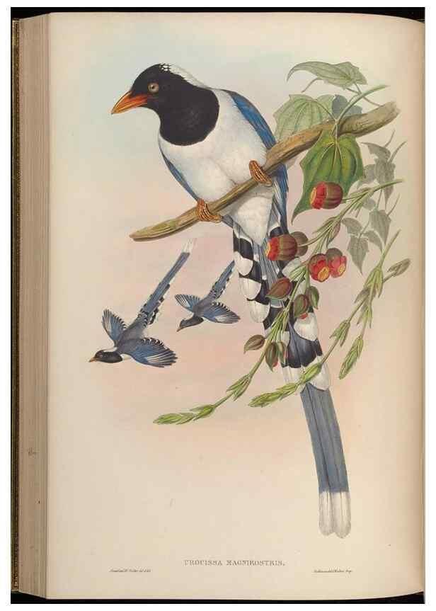 Reproducción/Reproduction 48630015248: Birds of Asia / by John Gould.. London :Printed by Taylor and Francis, pub. by the author,1850-1883.. 