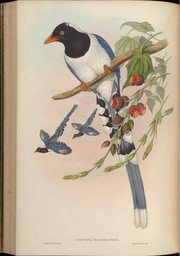 Reproducción/Reproduction 48630015248: Birds of Asia / by John Gould.. London :Printed by Taylor and Francis, pub. by the author,1850-1883.. 
