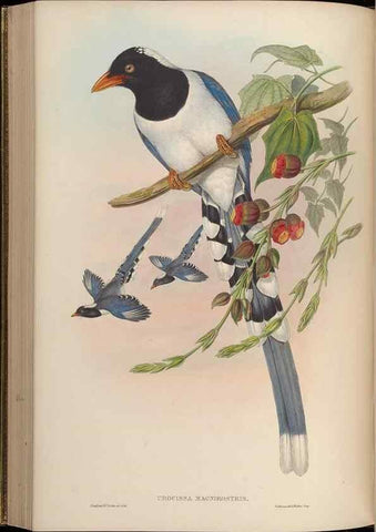 Reproducción/Reproduction 48630015248: Birds of Asia / by John Gould.. London :Printed by Taylor and Francis, pub. by the author,1850-1883.. 