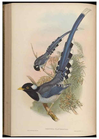 Reproducción/Reproduction 48630521102: Birds of Asia / by John Gould.. London :Printed by Taylor and Francis, pub. by the author,1850-1883.. 