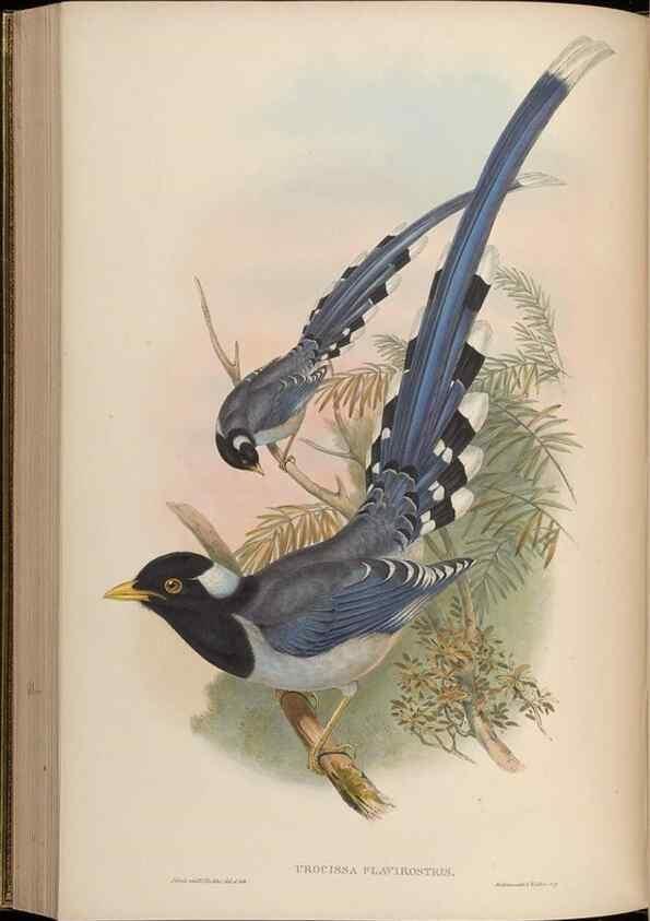 Reproducción/Reproduction 48630521102: Birds of Asia / by John Gould.. London :Printed by Taylor and Francis, pub. by the author,1850-1883.. 