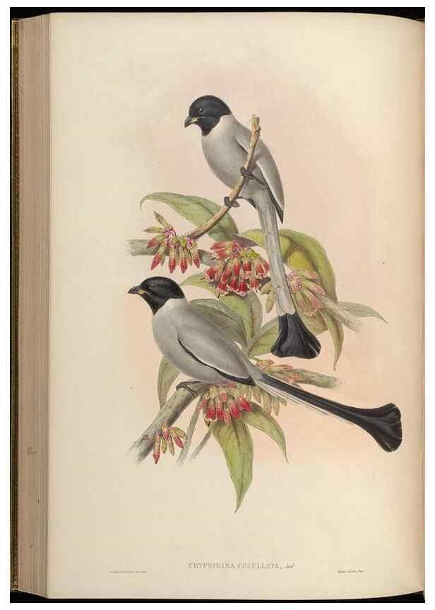 Reproducción/Reproduction 48630016113: Birds of Asia / by John Gould.. London :Printed by Taylor and Francis, pub. by the author,1850-1883.. 