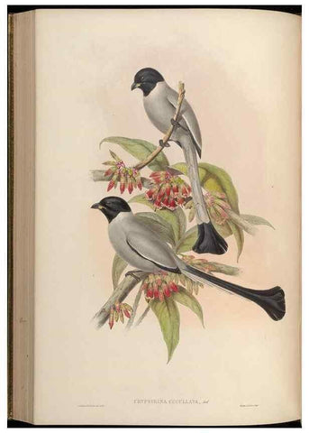 Reproducción/Reproduction 48630016113: Birds of Asia / by John Gould.. London :Printed by Taylor and Francis, pub. by the author,1850-1883.. 