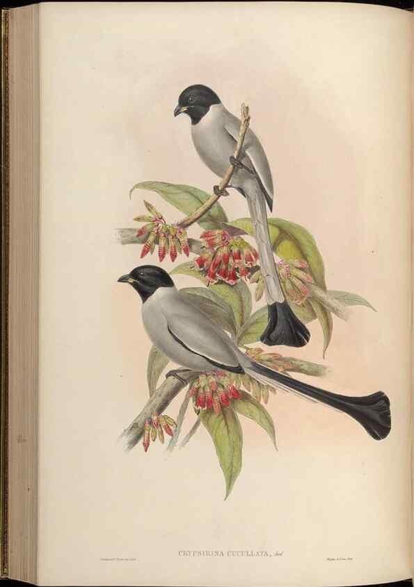 Reproducción/Reproduction 48630016113: Birds of Asia / by John Gould.. London :Printed by Taylor and Francis, pub. by the author,1850-1883.. 