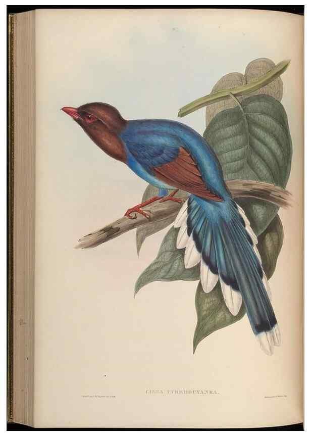 Reproducción/Reproduction 48630016428: Birds of Asia / by John Gould.. London :Printed by Taylor and Francis, pub. by the author,1850-1883.. 