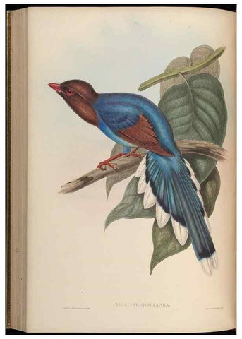 Reproducción/Reproduction 48630016428: Birds of Asia / by John Gould.. London :Printed by Taylor and Francis, pub. by the author,1850-1883.. 