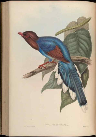 Reproducción/Reproduction 48630016428: Birds of Asia / by John Gould.. London :Printed by Taylor and Francis, pub. by the author,1850-1883.. 