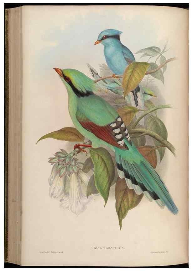 Reproducción/Reproduction 48630017088: Birds of Asia / by John Gould.. London :Printed by Taylor and Francis, pub. by the author,1850-1883.. 