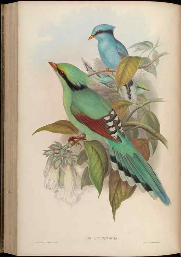 Reproducción/Reproduction 48630017088: Birds of Asia / by John Gould.. London :Printed by Taylor and Francis, pub. by the author,1850-1883.. 