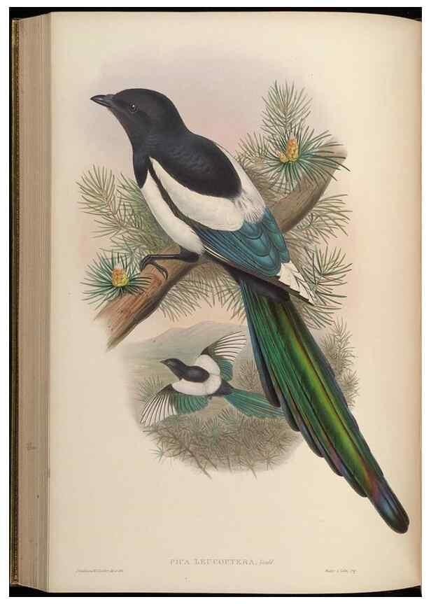 Reproducción/Reproduction 48630017373: Birds of Asia / by John Gould.. London :Printed by Taylor and Francis, pub. by the author,1850-1883.. 