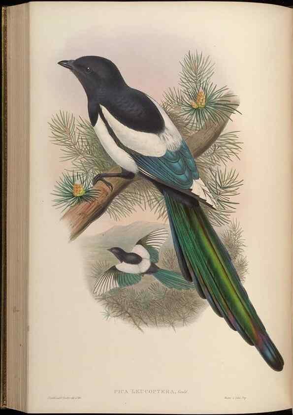 Reproducción/Reproduction 48630017373: Birds of Asia / by John Gould.. London :Printed by Taylor and Francis, pub. by the author,1850-1883.. 