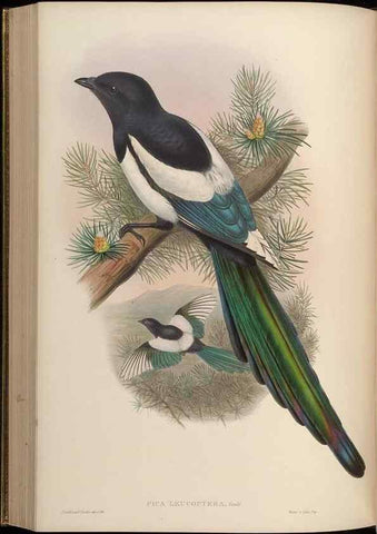 Reproducción/Reproduction 48630017373: Birds of Asia / by John Gould.. London :Printed by Taylor and Francis, pub. by the author,1850-1883.. 