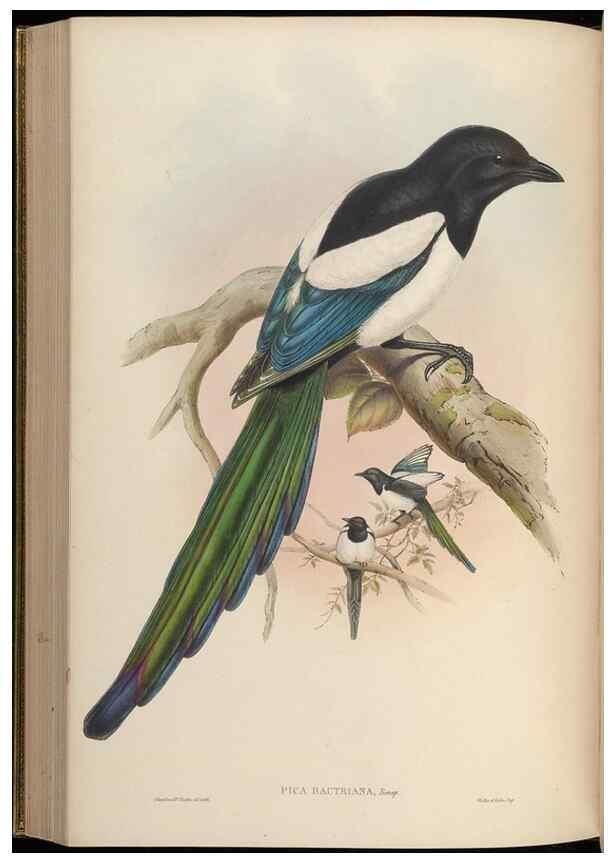 Reproducción/Reproduction 48630523302: Birds of Asia / by John Gould.. London :Printed by Taylor and Francis, pub. by the author,1850-1883.. 