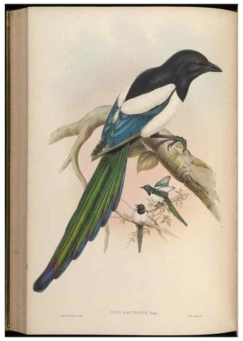 Reproducción/Reproduction 48630523302: Birds of Asia / by John Gould.. London :Printed by Taylor and Francis, pub. by the author,1850-1883.. 