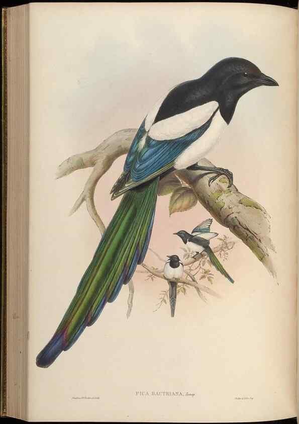 Reproducción/Reproduction 48630523302: Birds of Asia / by John Gould.. London :Printed by Taylor and Francis, pub. by the author,1850-1883.. 