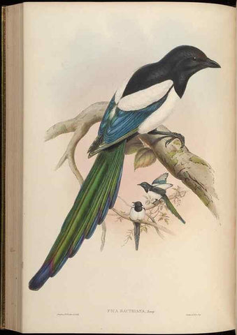 Reproducción/Reproduction 48630523302: Birds of Asia / by John Gould.. London :Printed by Taylor and Francis, pub. by the author,1850-1883.. 