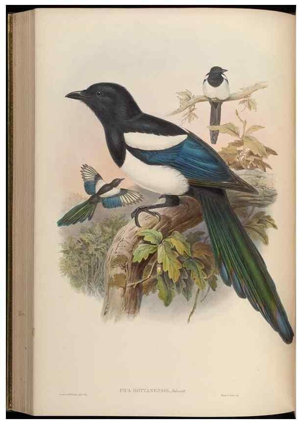 Reproducción/Reproduction 48630371711: Birds of Asia / by John Gould.. London :Printed by Taylor and Francis, pub. by the author,1850-1883.. 