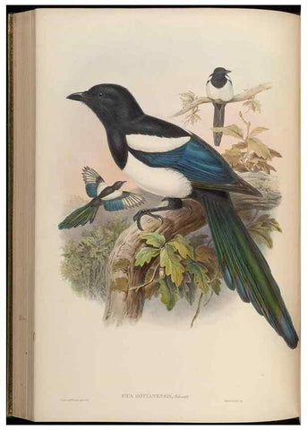 Reproducción/Reproduction 48630371711: Birds of Asia / by John Gould.. London :Printed by Taylor and Francis, pub. by the author,1850-1883.. 