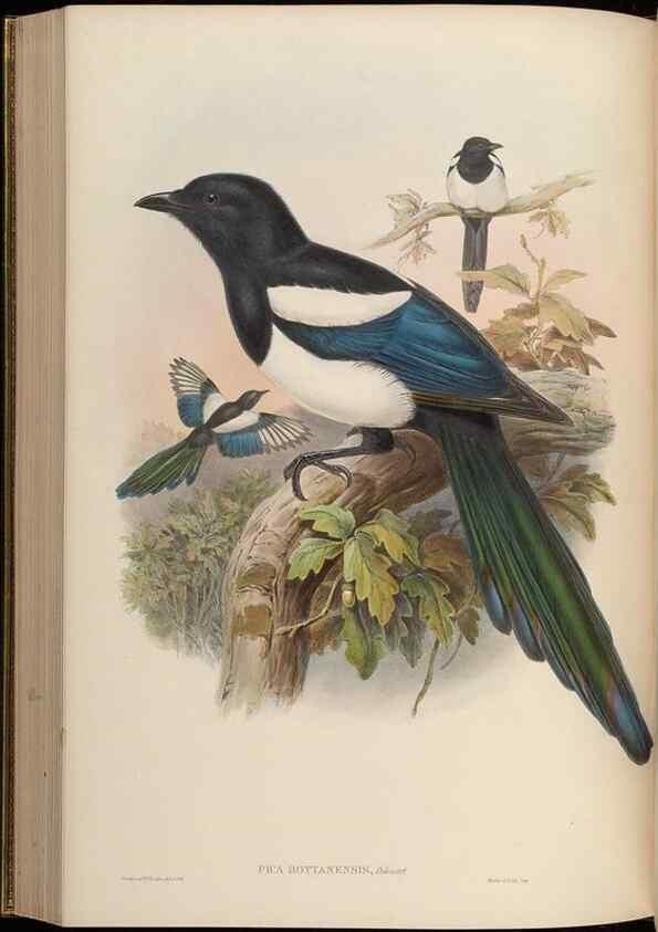 Reproducción/Reproduction 48630371711: Birds of Asia / by John Gould.. London :Printed by Taylor and Francis, pub. by the author,1850-1883.. 