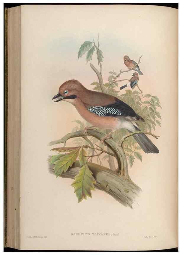 Reproducción/Reproduction 48630372466: Birds of Asia / by John Gould.. London :Printed by Taylor and Francis, pub. by the author,1850-1883.. 