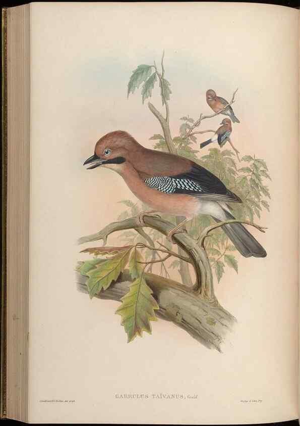 Reproducción/Reproduction 48630372466: Birds of Asia / by John Gould.. London :Printed by Taylor and Francis, pub. by the author,1850-1883.. 