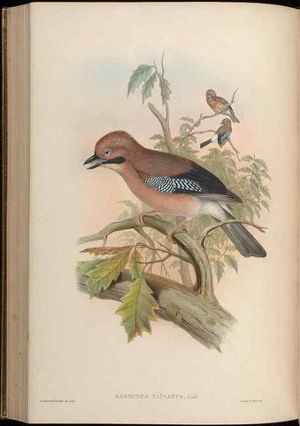 Reproducción/Reproduction 48630372466: Birds of Asia / by John Gould.. London :Printed by Taylor and Francis, pub. by the author,1850-1883.. 