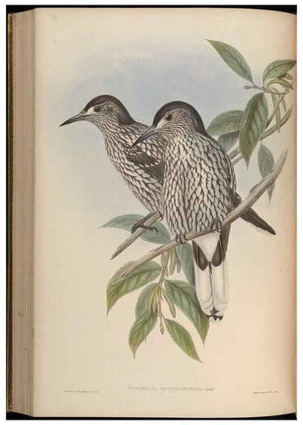 Reproducción/Reproduction 48630372896: Birds of Asia / by John Gould.. London :Printed by Taylor and Francis, pub. by the author,1850-1883.. 