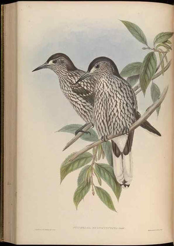 Reproducción/Reproduction 48630372896: Birds of Asia / by John Gould.. London :Printed by Taylor and Francis, pub. by the author,1850-1883.. 
