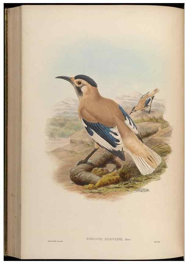 Reproducción/Reproduction 48630525137: Birds of Asia / by John Gould.. London :Printed by Taylor and Francis, pub. by the author,1850-1883.. 