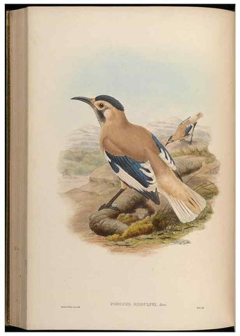 Reproducción/Reproduction 48630525137: Birds of Asia / by John Gould.. London :Printed by Taylor and Francis, pub. by the author,1850-1883.. 