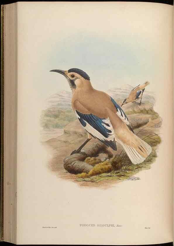 Reproducción/Reproduction 48630525137: Birds of Asia / by John Gould.. London :Printed by Taylor and Francis, pub. by the author,1850-1883.. 