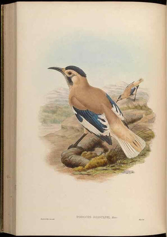 Reproducción/Reproduction 48630525137: Birds of Asia / by John Gould.. London :Printed by Taylor and Francis, pub. by the author,1850-1883.. 